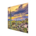 Saguaro Sunset