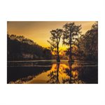 Sunrise with Cypress Trees