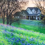 Bluebonnets