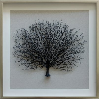 Sea Fan Shadow I